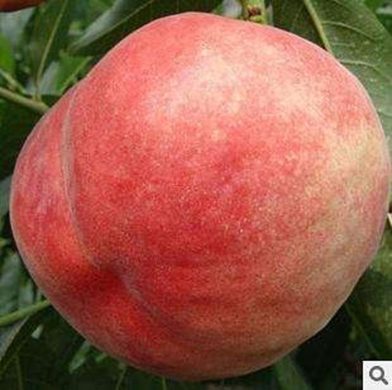 雪桃苗冬桃苗最晚熟的桃品种，市场前景广阔！