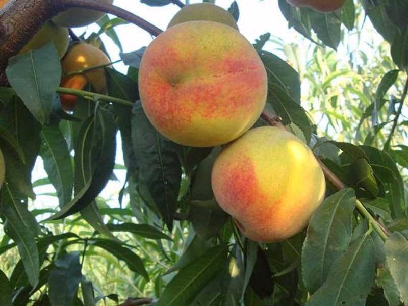 雪桃苗冬桃苗最晚熟的桃品种，市场前景广阔！