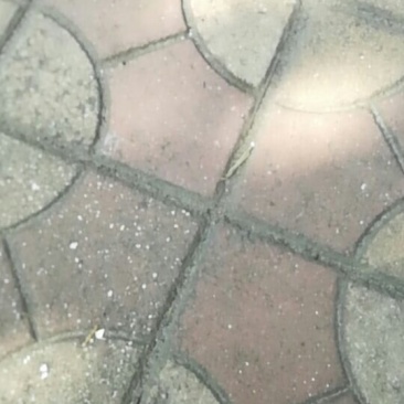 大量供应橡子