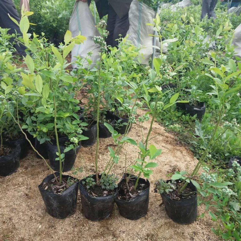 杜克蓝莓苗两年苗，三年苗规格齐全免费提供种植技术