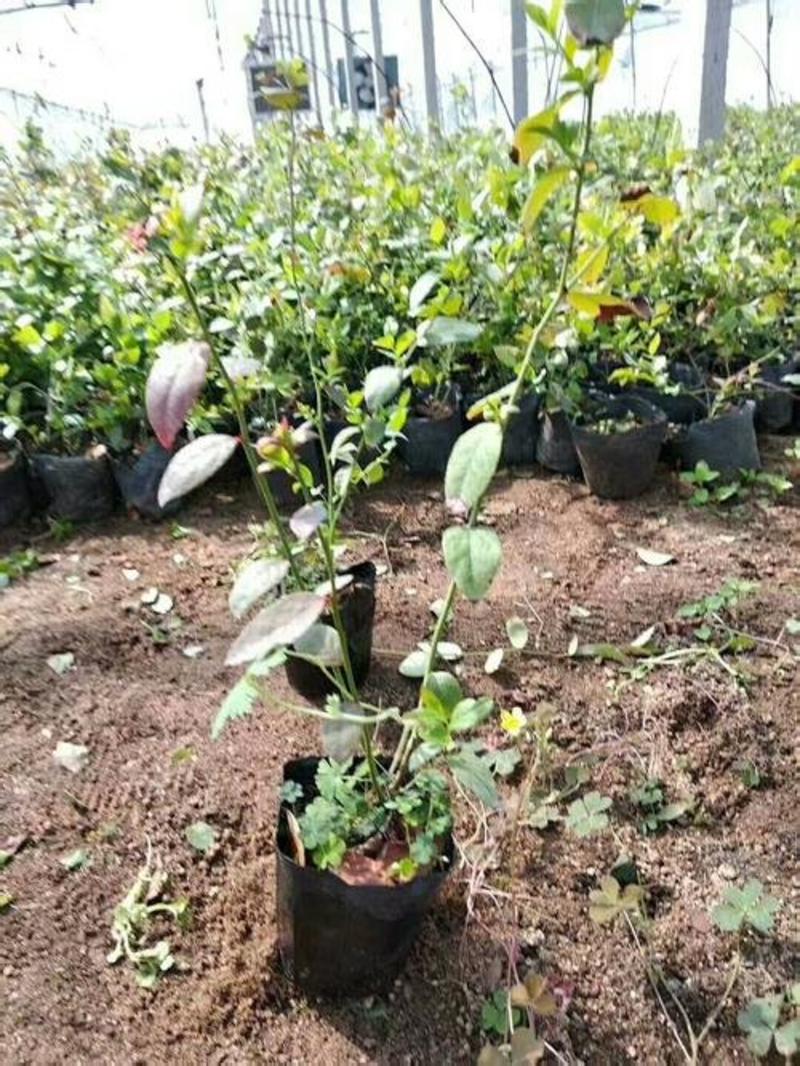 杜克蓝莓苗两年苗，三年苗规格齐全免费提供种植技术