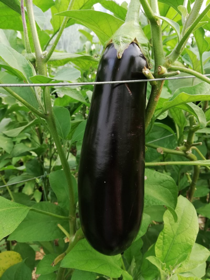 茄子