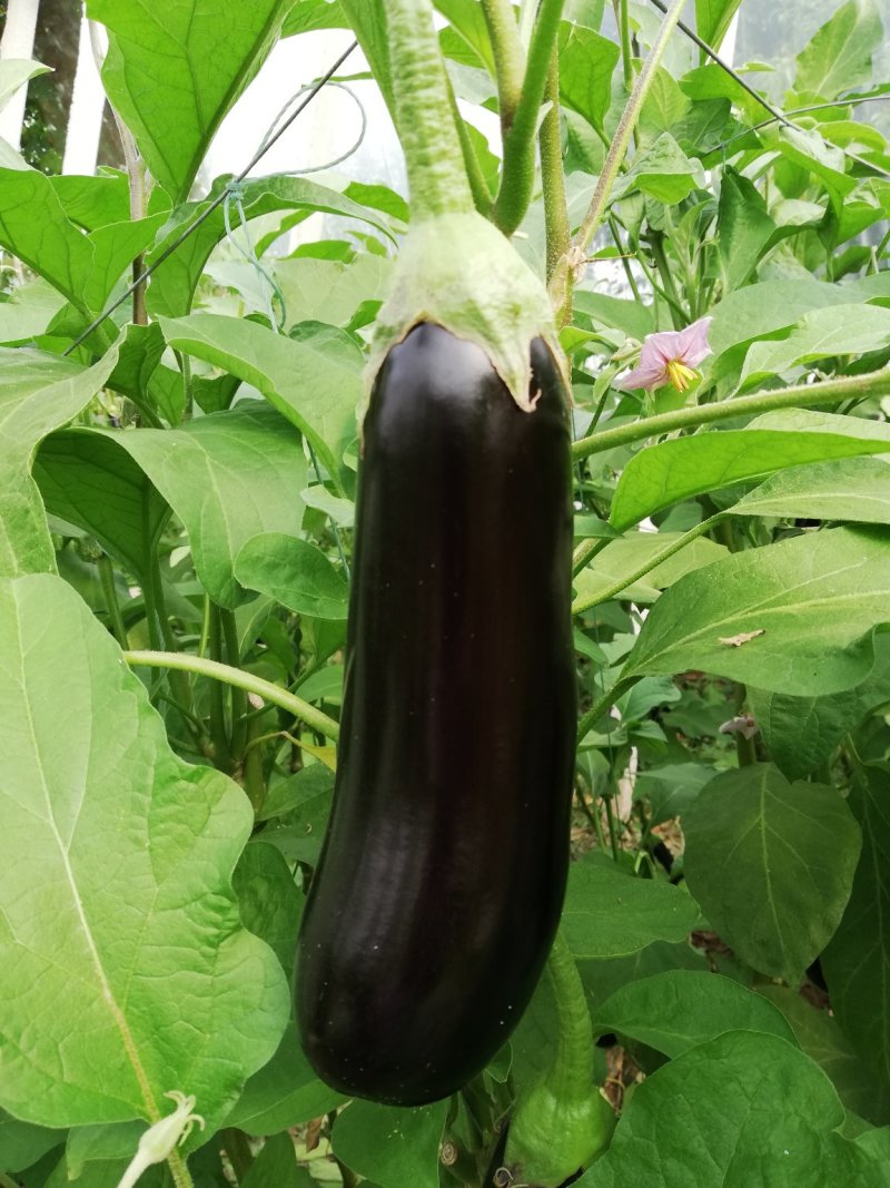 茄子