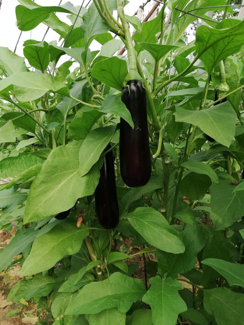 茄子