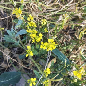 玉诚合作社大量供应油菜籽