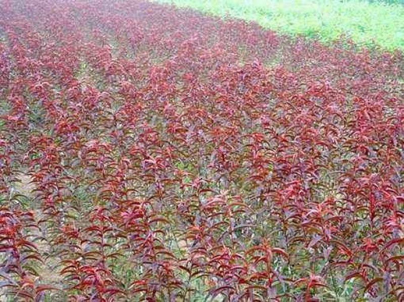 红叶碧桃嫁接苗复瓣花色艳丽基地直供