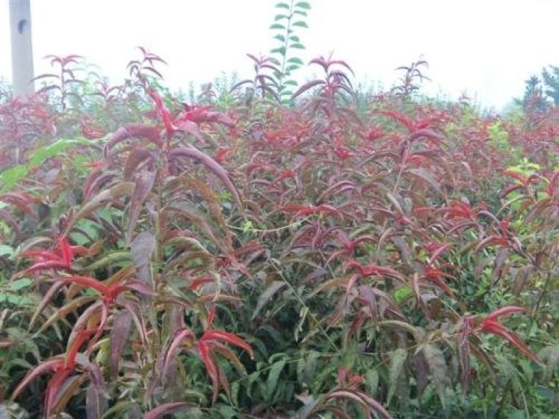 红叶碧桃嫁接苗复瓣花色艳丽基地直供