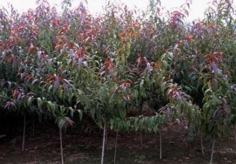 红叶碧桃嫁接苗复瓣花色艳丽基地直供