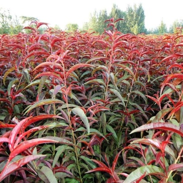 红叶碧桃嫁接苗复瓣花色艳丽基地直供