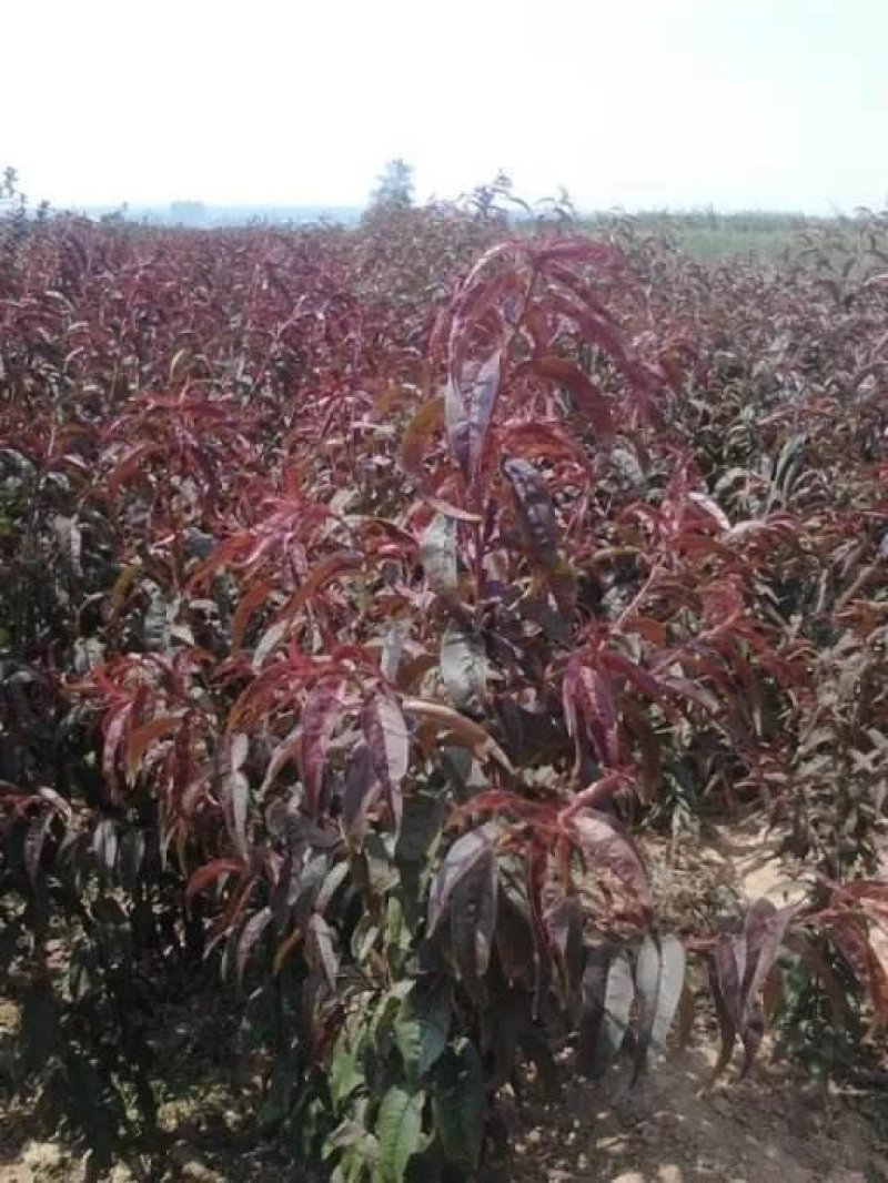 红叶碧桃嫁接苗复瓣花色艳丽基地直供