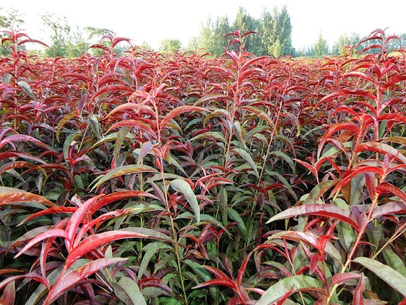 红叶碧桃嫁接苗复瓣花色艳丽基地直供