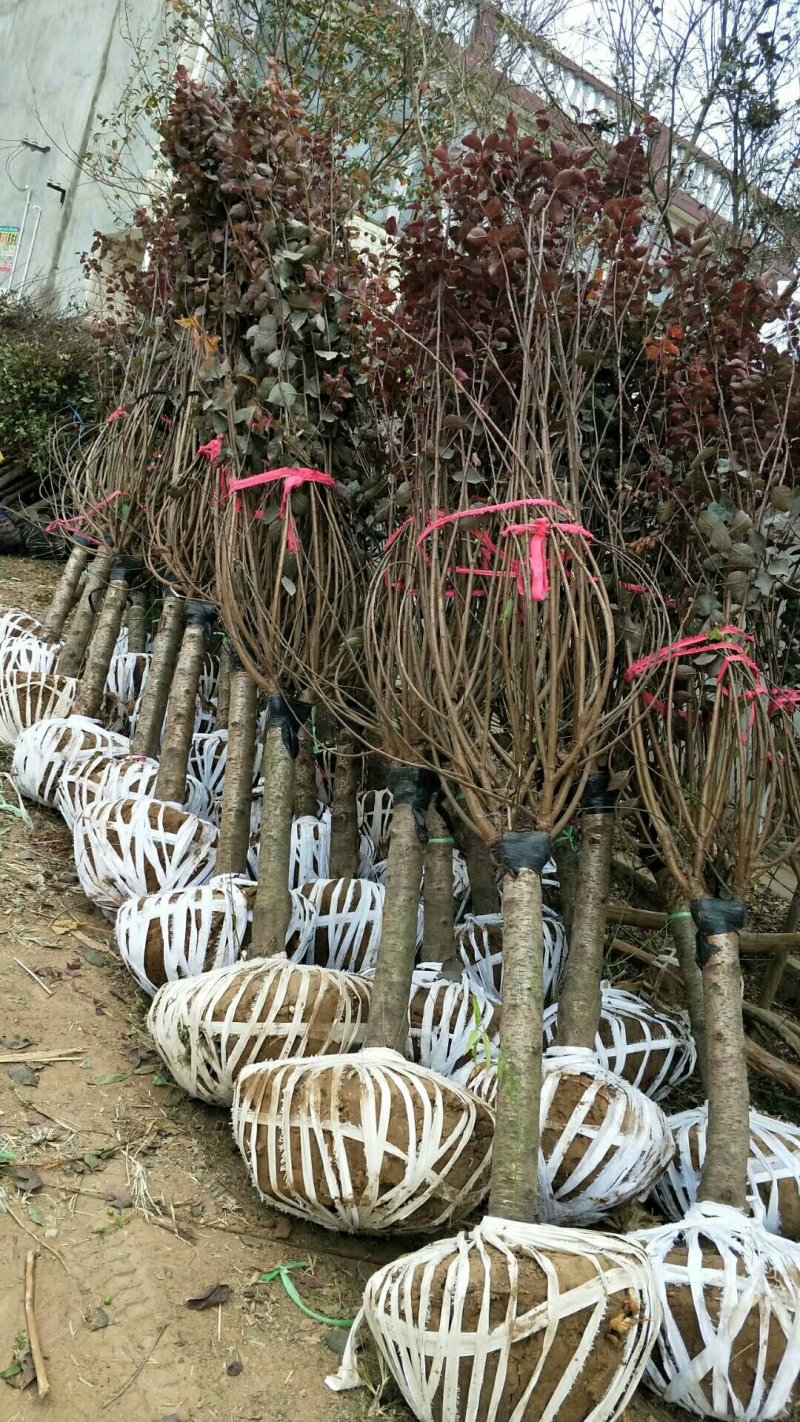 优质美人梅大量供应，规格全，数量大，价格低全国直发