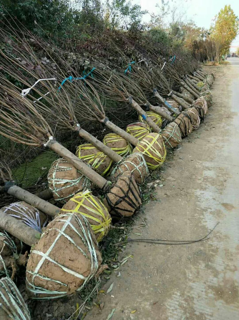 优质美人梅大量供应，规格全，数量大，价格低全国直发