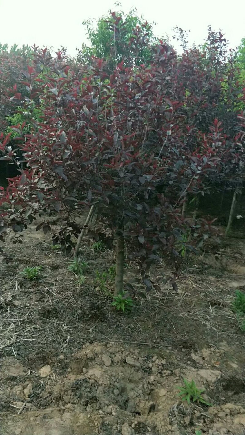 优质美人梅大量供应，规格全，数量大，价格低全国直发
