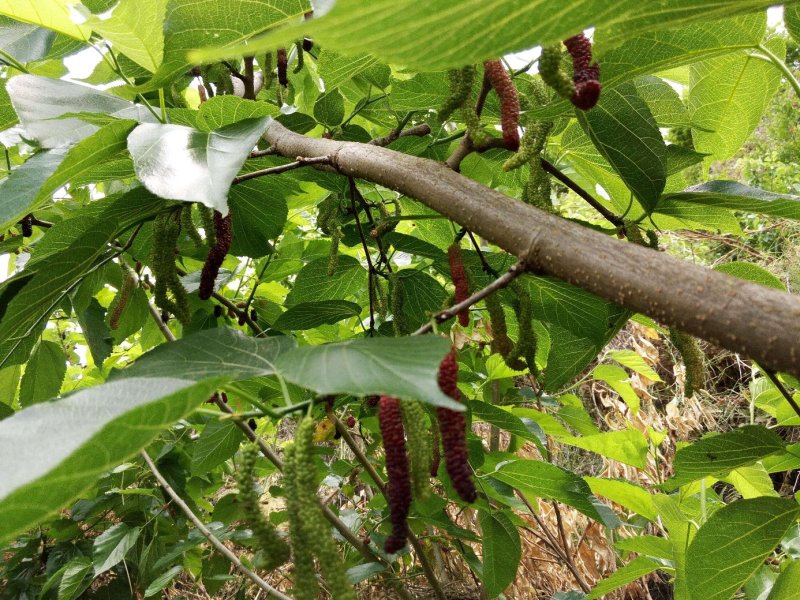 台湾果桑苗量大包邮，品种保真保湿邮寄提供种植技术
