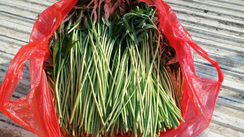 精品芦蒿大量上市有需要的老板欢迎订购