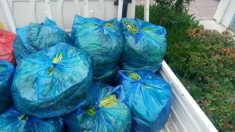 精品芦蒿大量上市有需要的老板欢迎订购