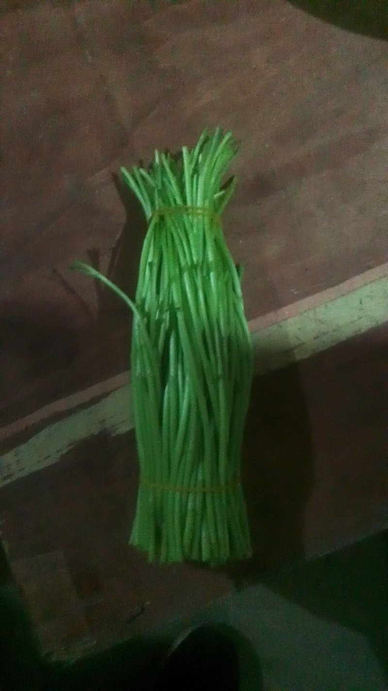 精品芦蒿大量上市有需要的老板欢迎订购