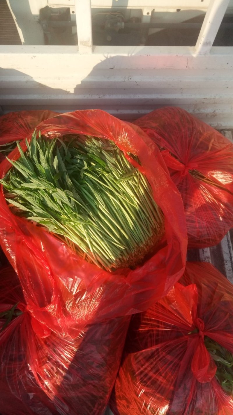 精品芦蒿大量上市有需要的老板欢迎订购