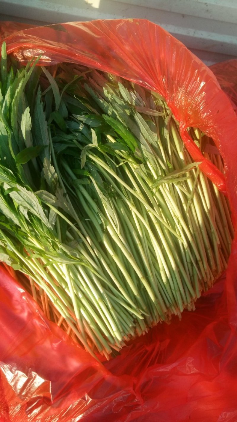 精品芦蒿大量上市有需要的老板欢迎订购