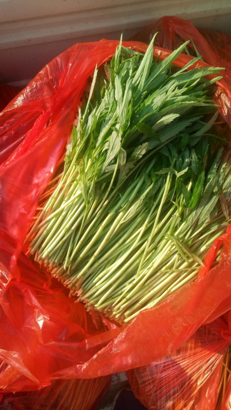 精品芦蒿大量上市有需要的老板欢迎订购