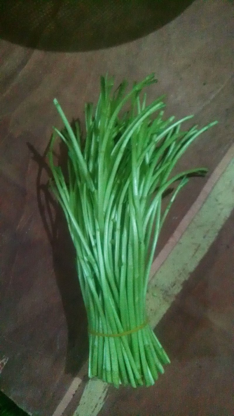 精品芦蒿大量上市有需要的老板欢迎订购