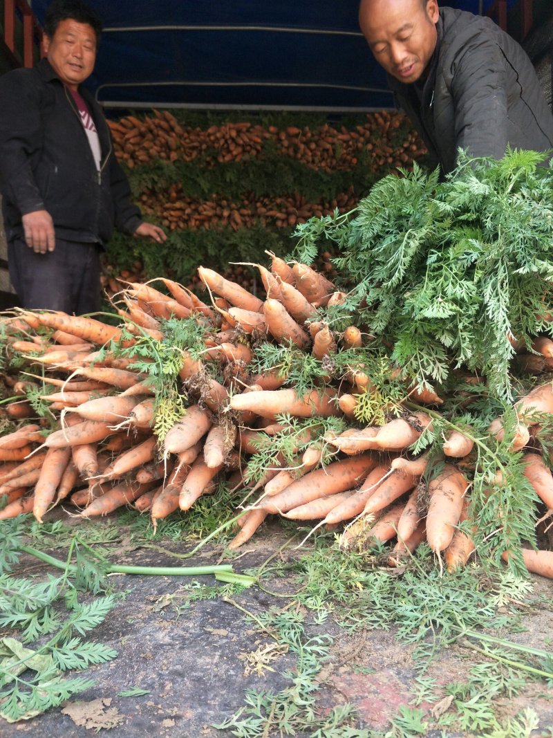 胡萝卜需要的联系大量现货