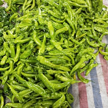 尖椒大量上市，质优价廉。
