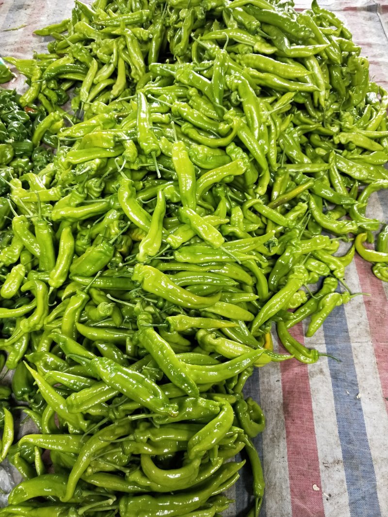 尖椒大量上市，质优价廉。