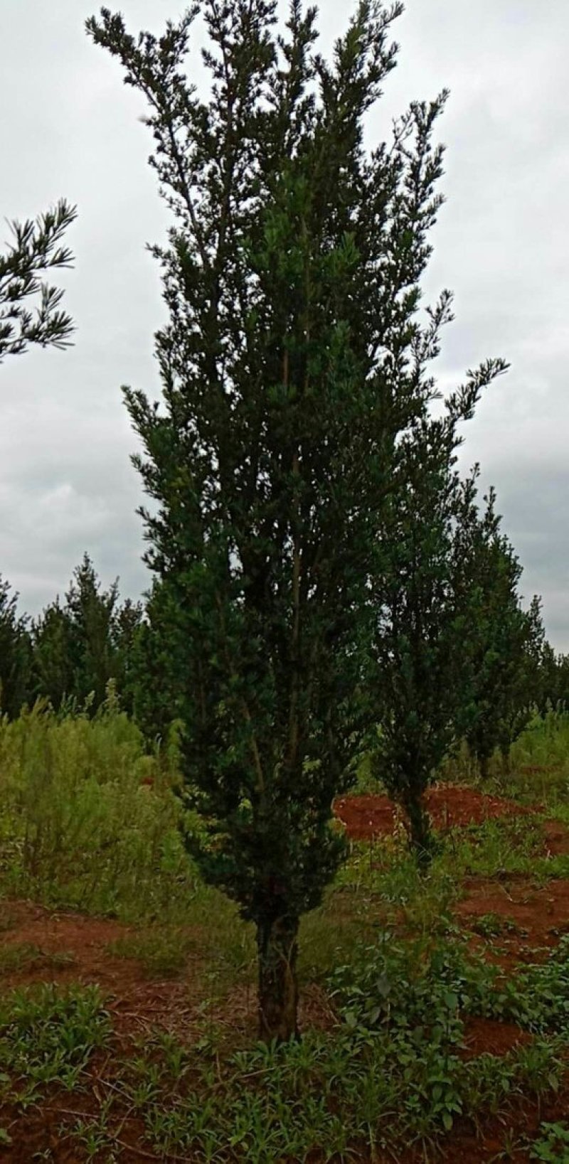罗汉松基地直销价格低