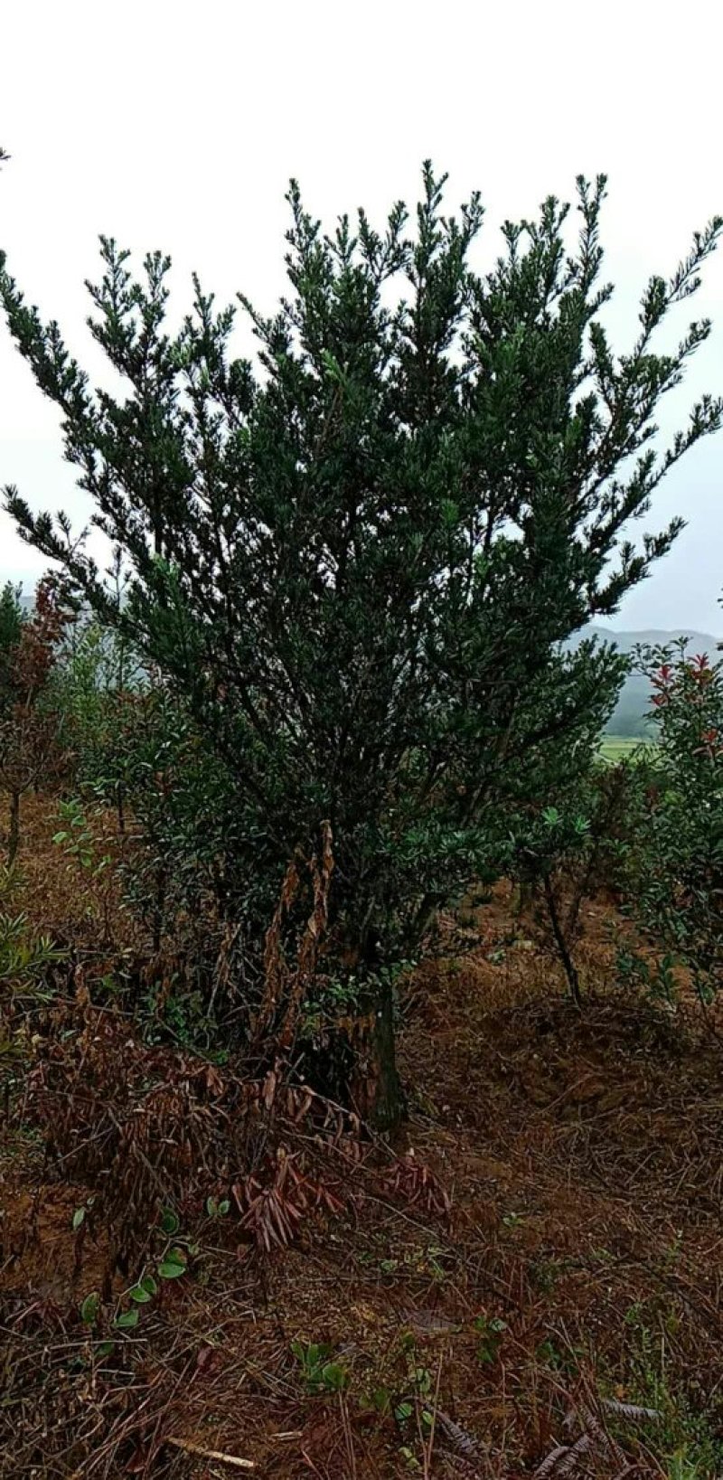 罗汉松基地直销价格低