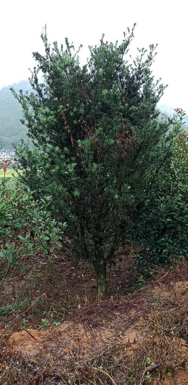 罗汉松基地直销价格低