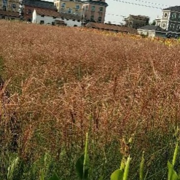 细叶芒
