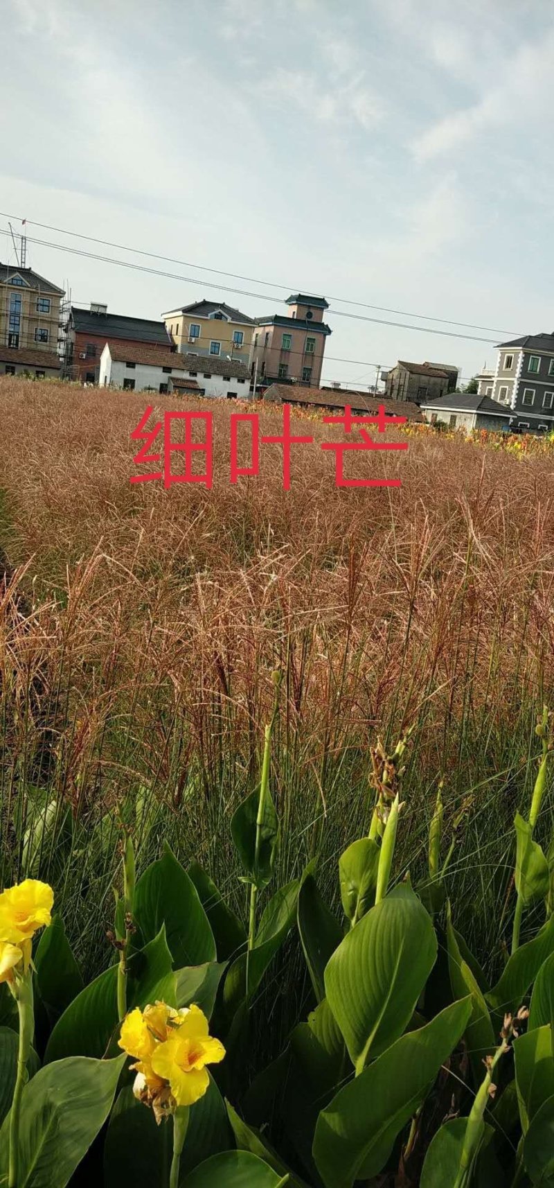 细叶芒