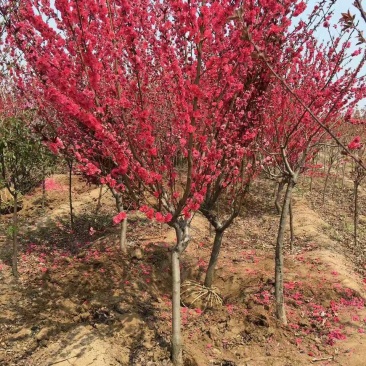 红花碧桃基地专供碧桃1—10公分量大，紫叶碧桃质量如图