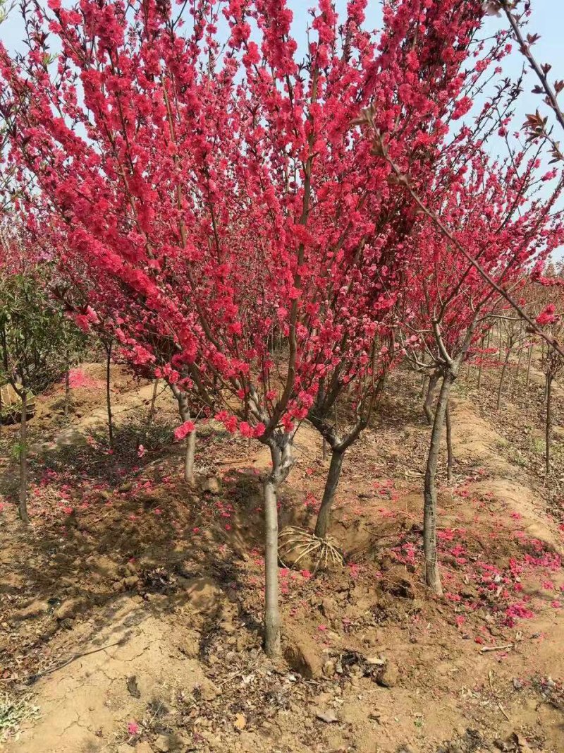 红花碧桃基地专供碧桃1—10公分量大，紫叶碧桃质量如图