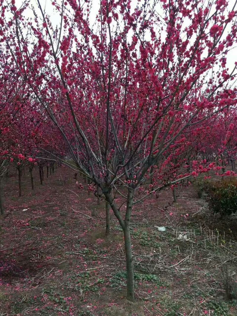 红花碧桃基地专供碧桃1—10公分量大，紫叶碧桃质量如图