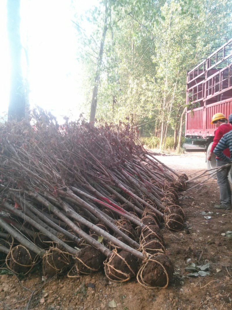 红花碧桃基地专供碧桃1—10公分量大，紫叶碧桃质量如图