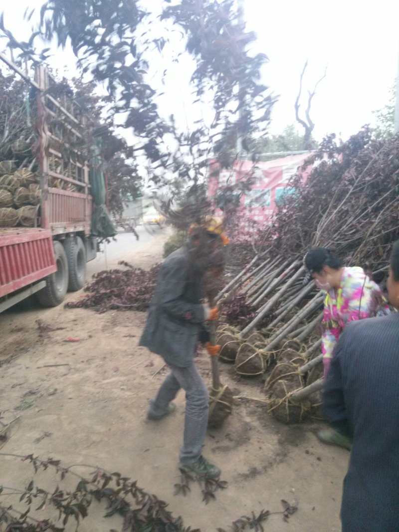 红花碧桃基地专供碧桃1—10公分量大，紫叶碧桃质量如图