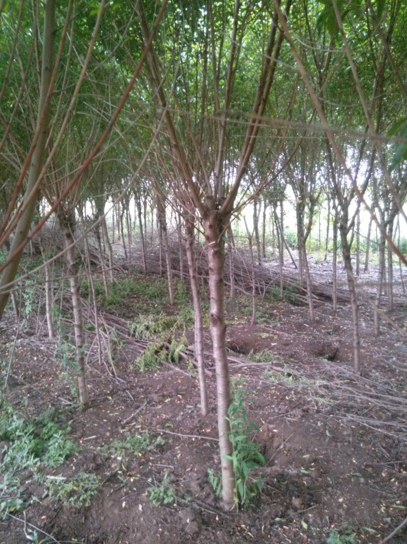 红花碧桃基地专供碧桃1—10公分量大，紫叶碧桃质量如图