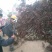 红花碧桃基地专供碧桃1—10公分量大，紫叶碧桃质量如图