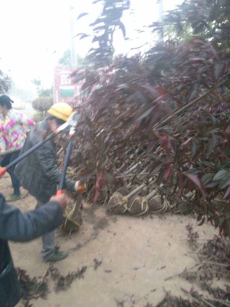 红花碧桃基地专供碧桃1—10公分量大，紫叶碧桃质量如图