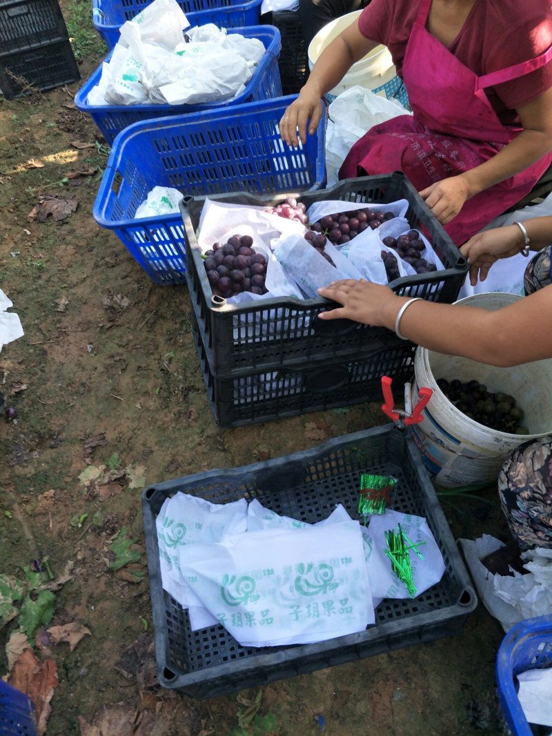 【正宗】户太八号葡萄苗苗圃现挖苗品种纯正死苗补发