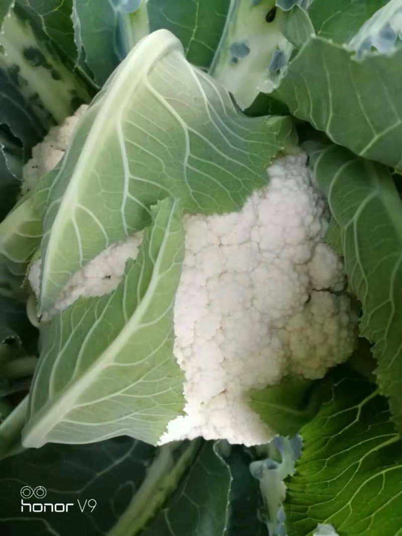 陕西有机菜花，松花菜，菜花基地欢迎各大市场电商对接