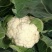 陕西有机菜花，松花菜，菜花基地欢迎各大市场电商对接