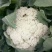 陕西有机菜花，松花菜，菜花基地欢迎各大市场电商对接