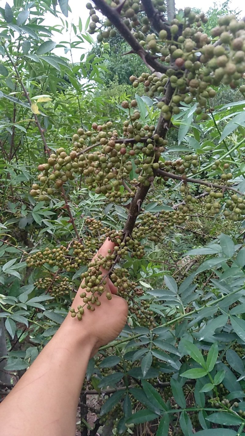 九叶青花椒苗，及天知椒苗，藤椒苗及以上三种杯苗，量大从优