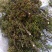 九叶青花椒苗，及天知椒苗，藤椒苗及以上三种杯苗，量大从优