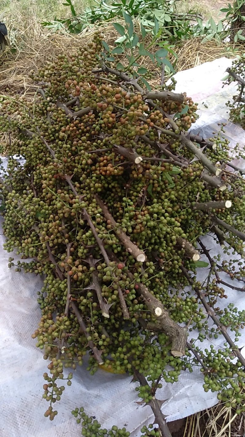 九叶青花椒苗，及天知椒苗，藤椒苗及以上三种杯苗，量大从优