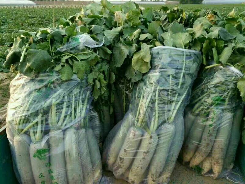山东潍县青萝卜大量有货，新鲜，地头装货，紫色绿色紫鸢